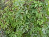 Parthenocissus quinquefolia