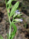 Vicia loiseleurii