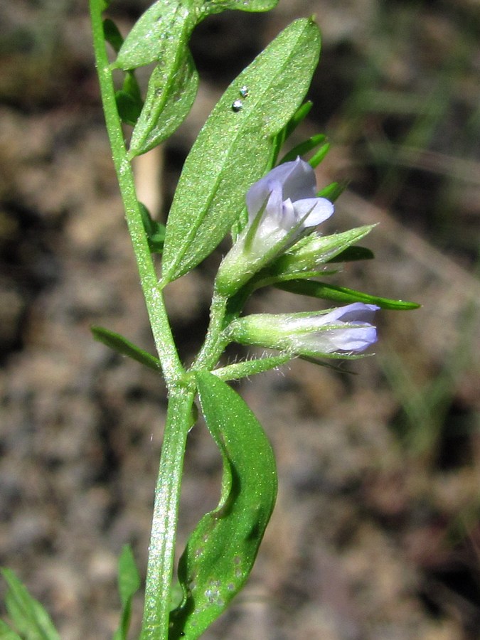 Изображение особи Vicia loiseleurii.