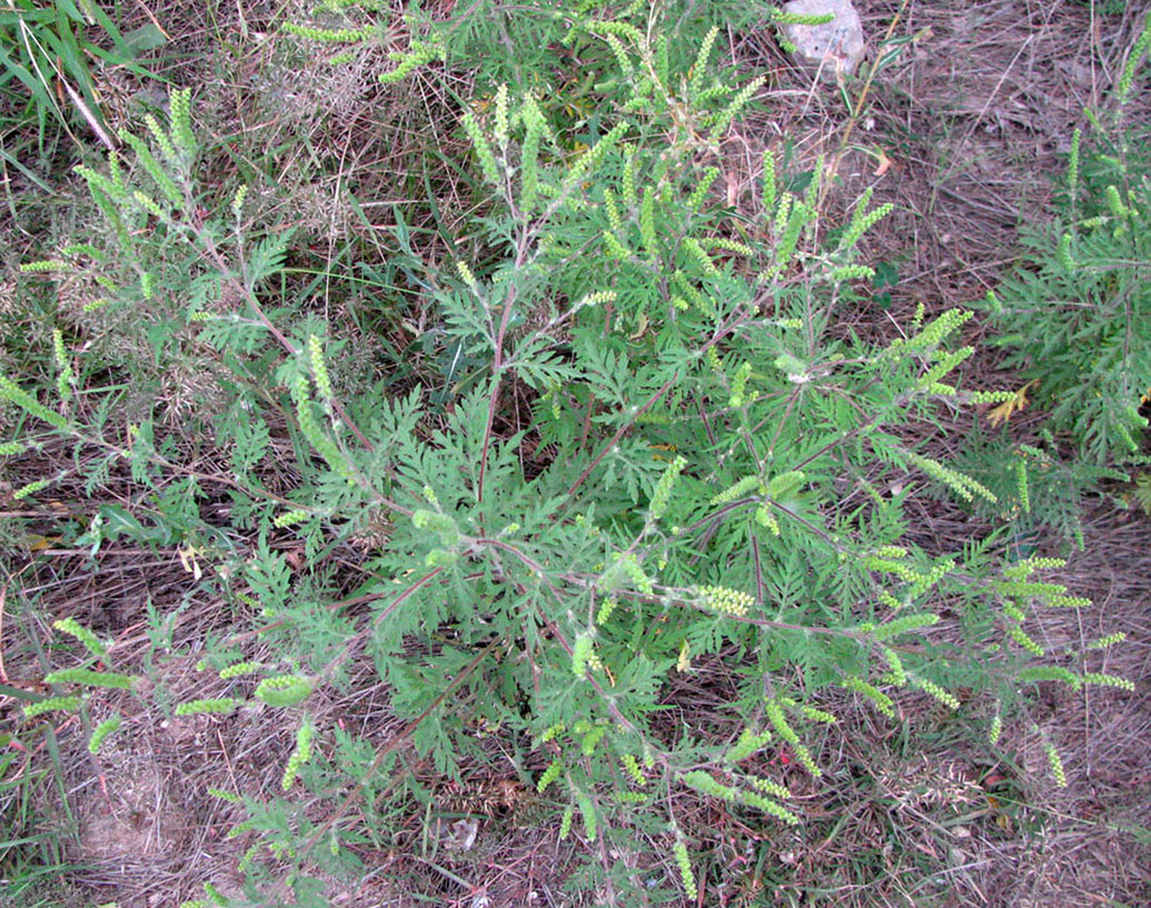 Image of Ambrosia artemisiifolia specimen.