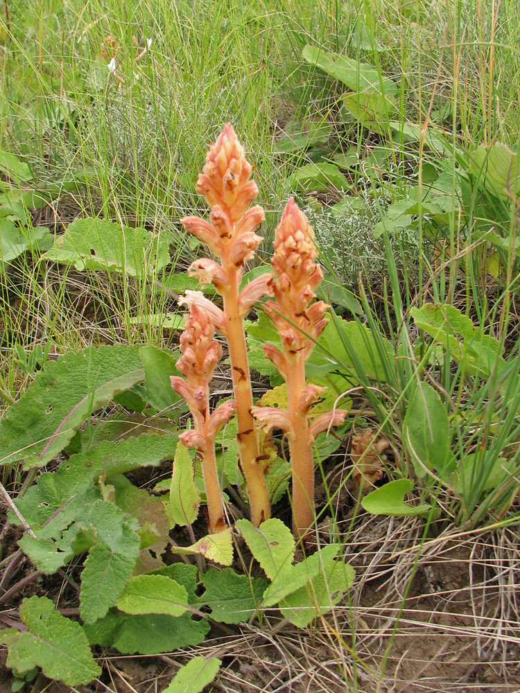 Image of Orobanche alba f. maxima specimen.