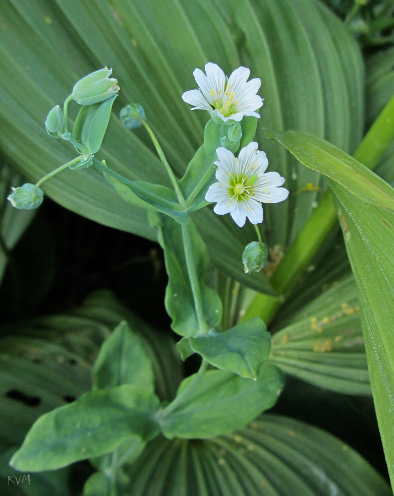 Изображение особи Cerastium davuricum.