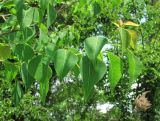Triadica sebifera