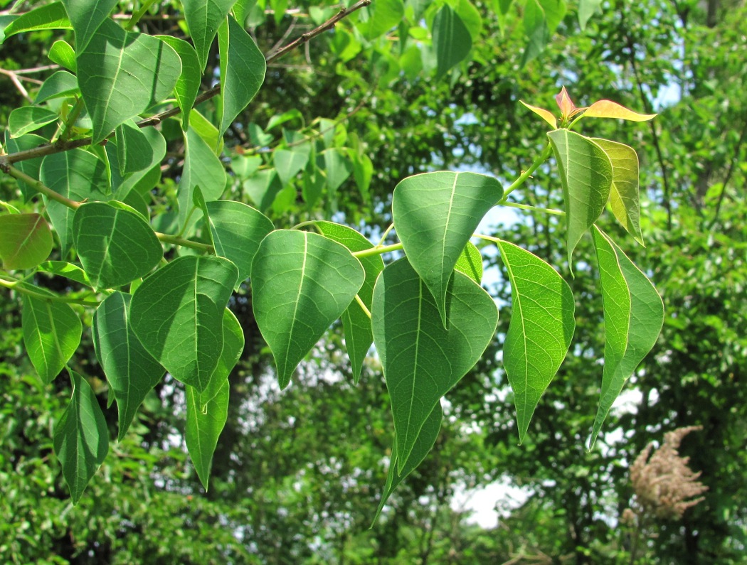 Изображение особи Triadica sebifera.