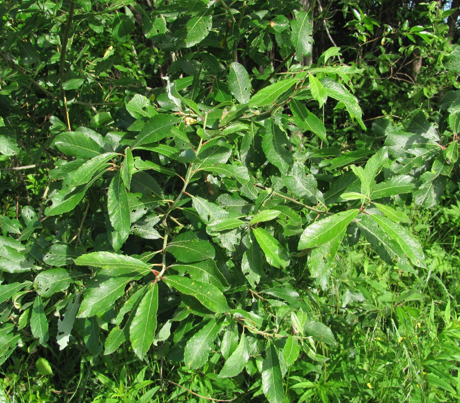 Image of Salix &times; laurina specimen.