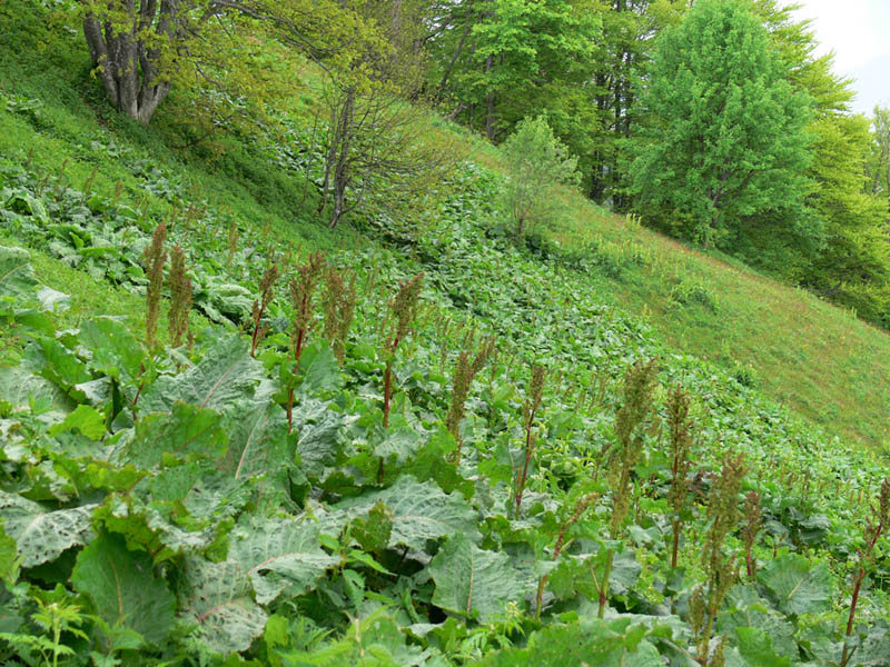 Image of Rumex alpinus specimen.