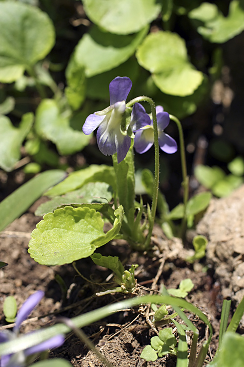 Image of Viola suavis specimen.
