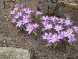 Crocus tommasinianus