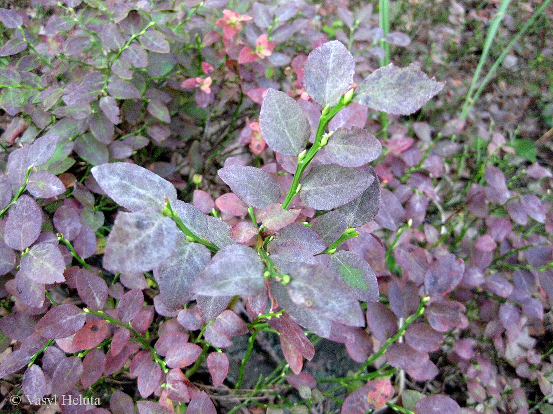 Image of Vaccinium myrtillus specimen.