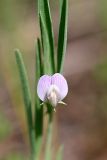 Lathyrus inconspicuus. Цветок. Южный Казахстан, хр. Боролдайтау, ущ. Бозторгай. 25.04.2012.