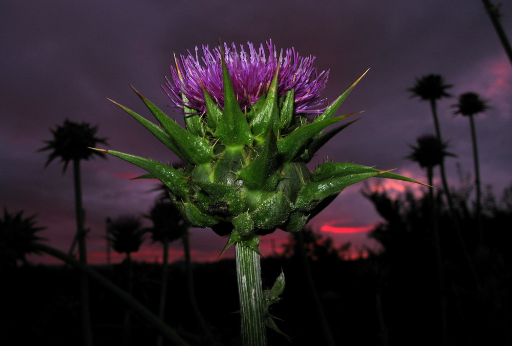 Image of Silybum marianum specimen.