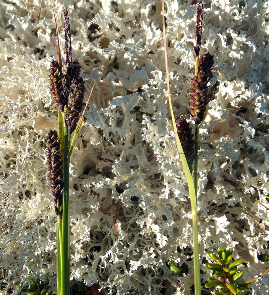 Image of genus Carex specimen.