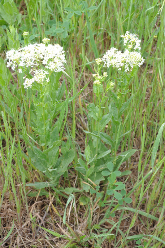 Image of Cardaria draba specimen.