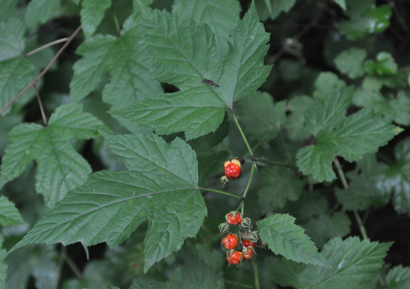 Image of Rubus crataegifolius specimen.