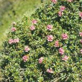 Rhododendron kotschyi