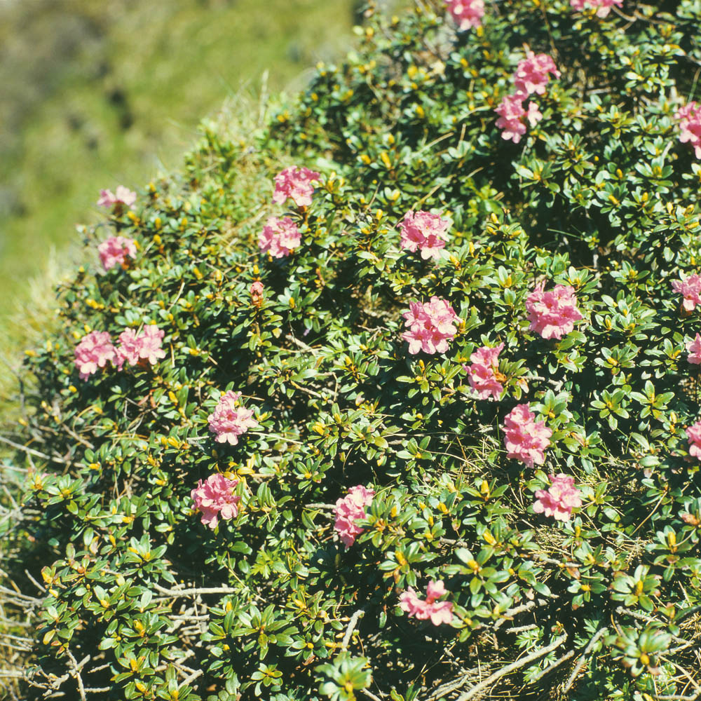 Изображение особи Rhododendron kotschyi.