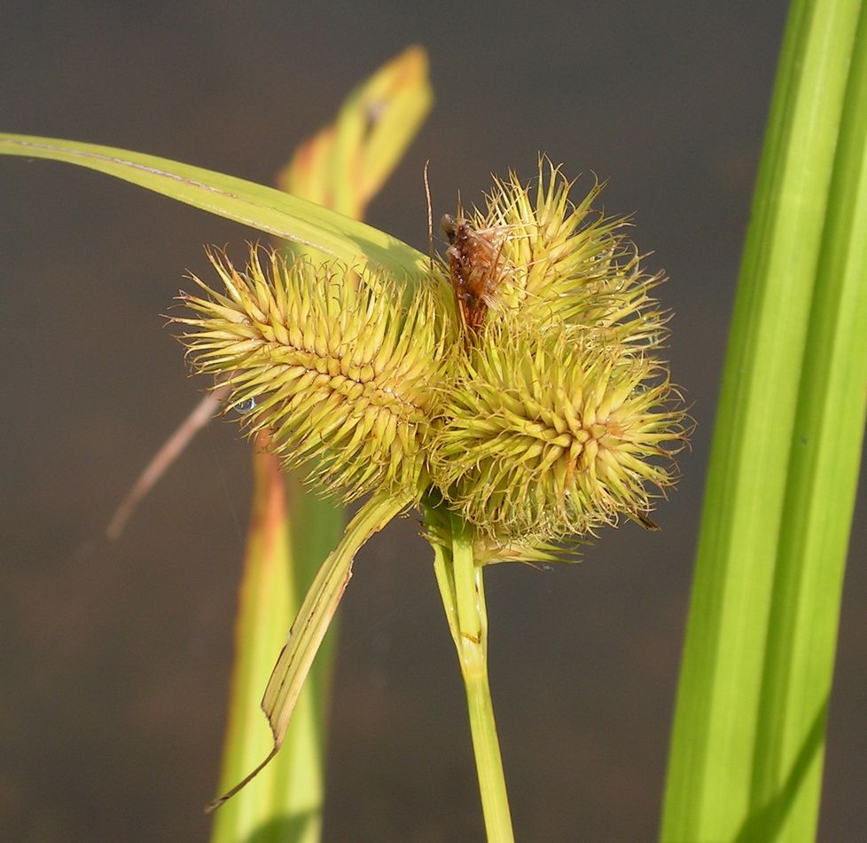 Image of Carex capricornis specimen.
