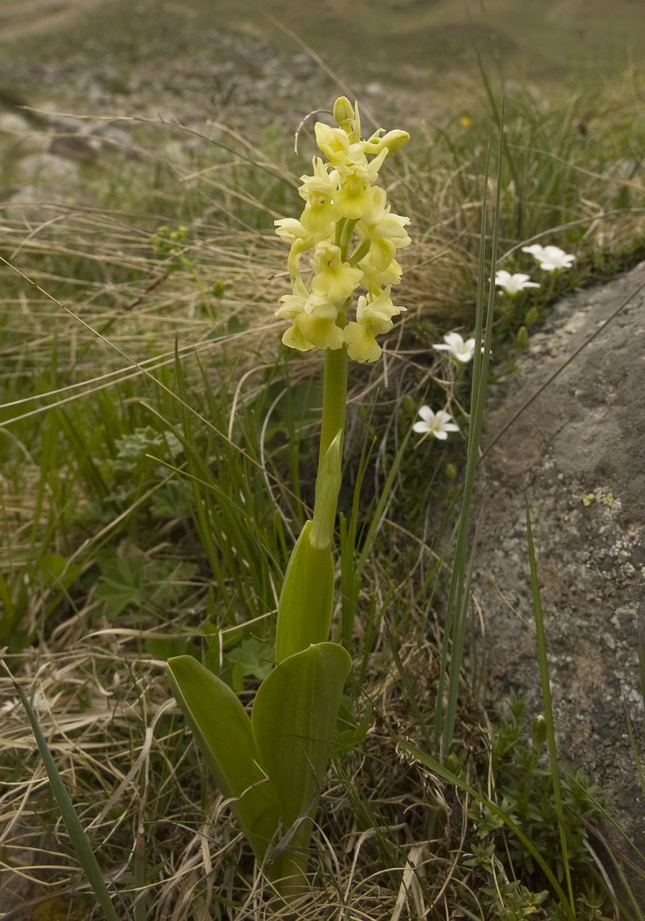 Image of Orchis pallens specimen.