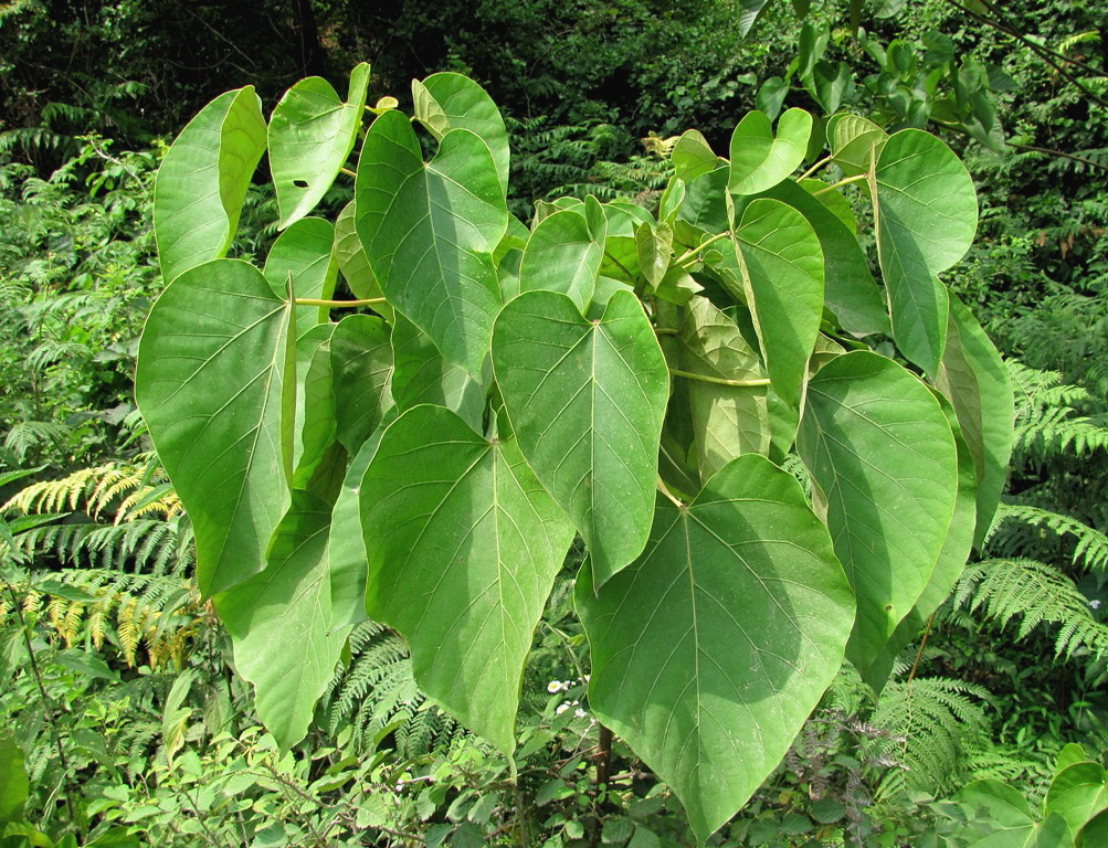 Image of Vernicia fordii specimen.