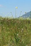 Cephalaria gigantea. Цветущее растение. Республика Адыгея, плато Лаго-Наки, ур. Верх. Цица. 24.07.2012.