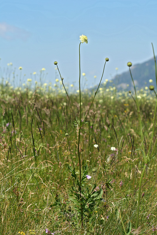 Image of Cephalaria gigantea specimen.