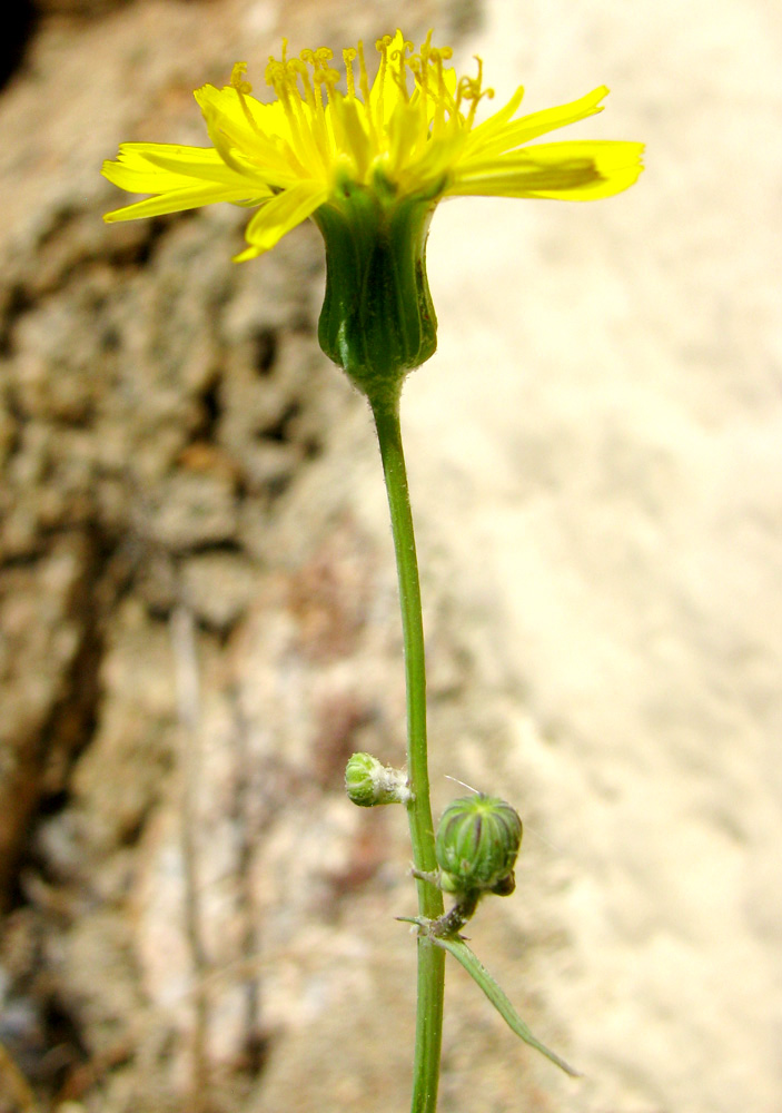 Изображение особи семейство Asteraceae.