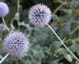 Echinops bannaticus. Соцветия ('Taplow Blue'). Германия, г. Krefeld, ботанический сад. 16.09.2012.