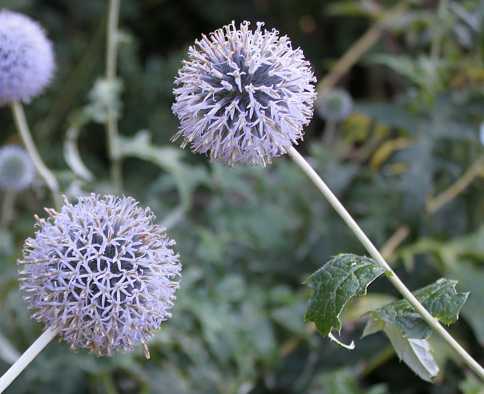 Изображение особи Echinops bannaticus.