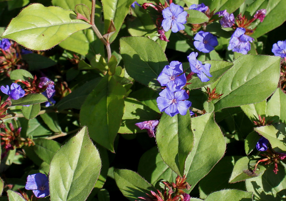 Image of Ceratostigma plumbaginoides specimen.