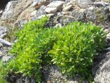Artemisia lagocephala