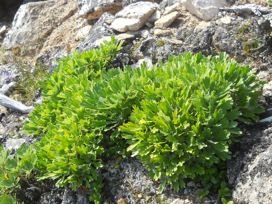 Image of Artemisia lagocephala specimen.