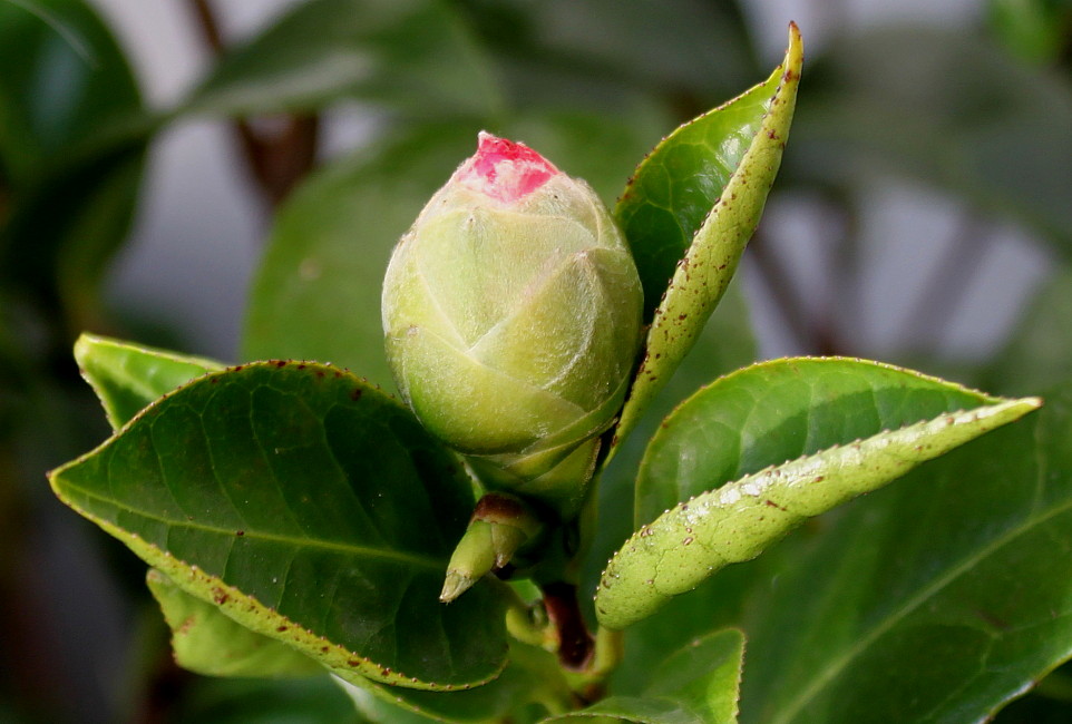 Изображение особи Camellia japonica.