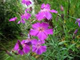 Dianthus versicolor. Цветки. Иркутская обл., г. Бодайбо, берег р. Витим. 15.07.2012.