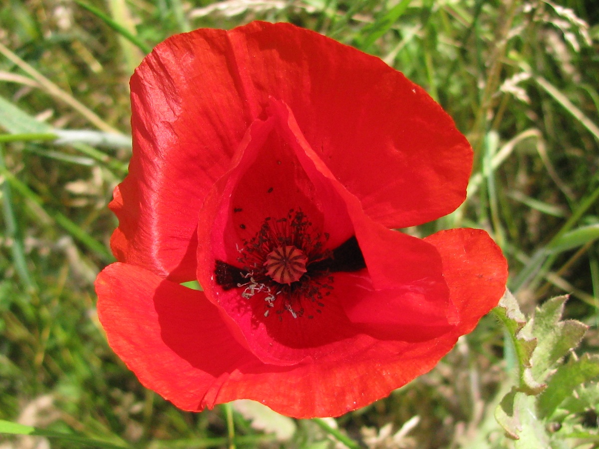 Image of Papaver rhoeas specimen.