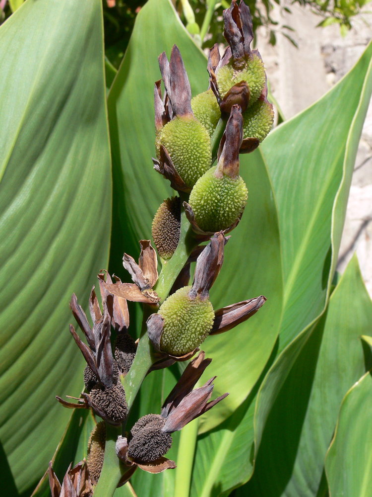 Image of genus Canna specimen.