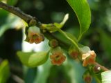 Diospyros virginiana. Мужские цветки крупным планом. Узбекистан, г. Ташкент, Ботанический сад им. Ф.Н. Русанова, 16.05.2009.