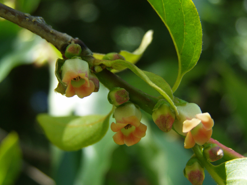 Изображение особи Diospyros virginiana.