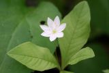 Trientalis arctica
