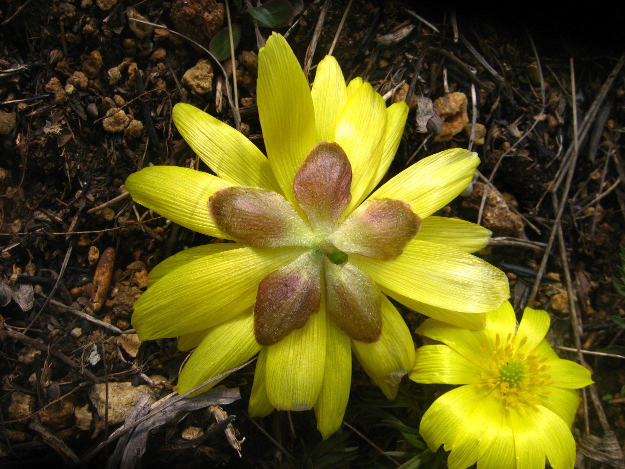 Image of Adonis volgensis specimen.