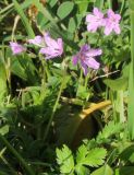 genus Erodium. Цветущее растение. Испания, автономное сообщество Андалусия, провинция Кадис, муниципалитет Тарифа, окр. дер. Эль Лентискаль, в кустарниках. 23.02.2013.