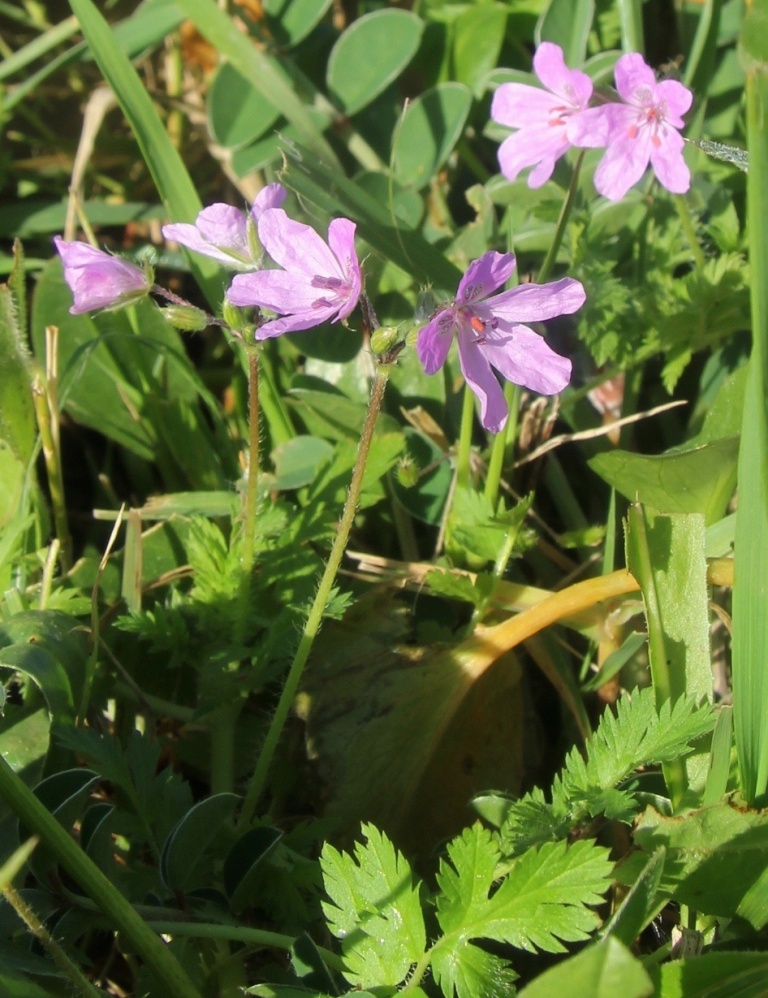 Изображение особи род Erodium.