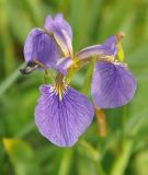 Iris setosa. Цветок. Приморье, окр. пос. Терней, влажный луг. 02.08.2012.