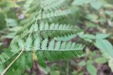 Dryopteris carthusiana