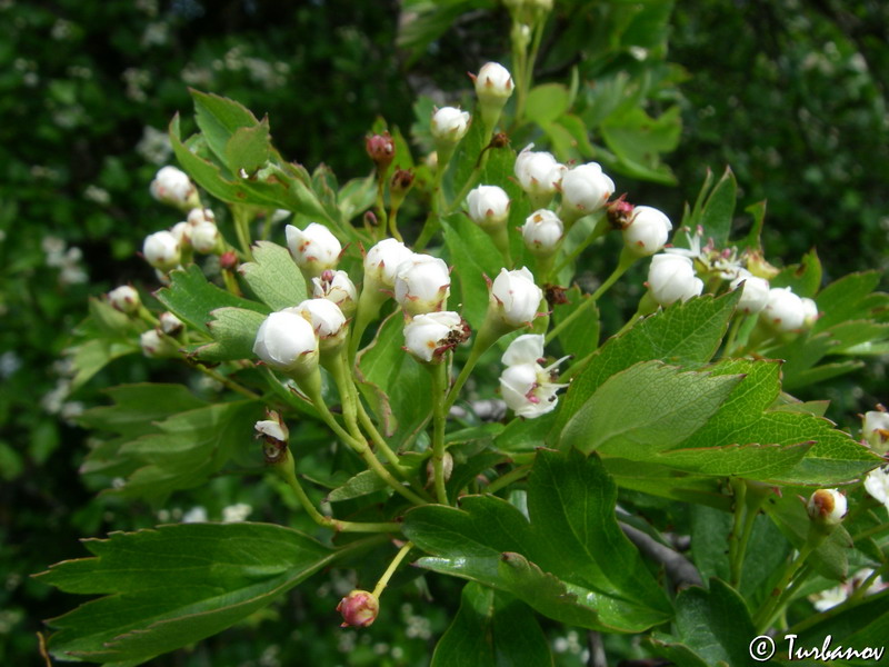 Изображение особи род Crataegus.