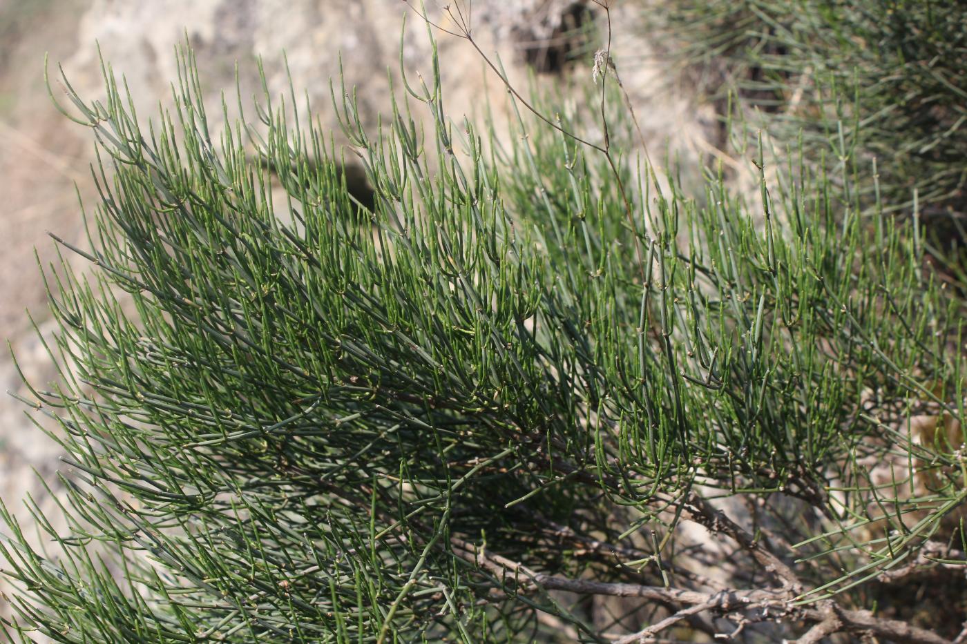 Image of genus Ephedra specimen.