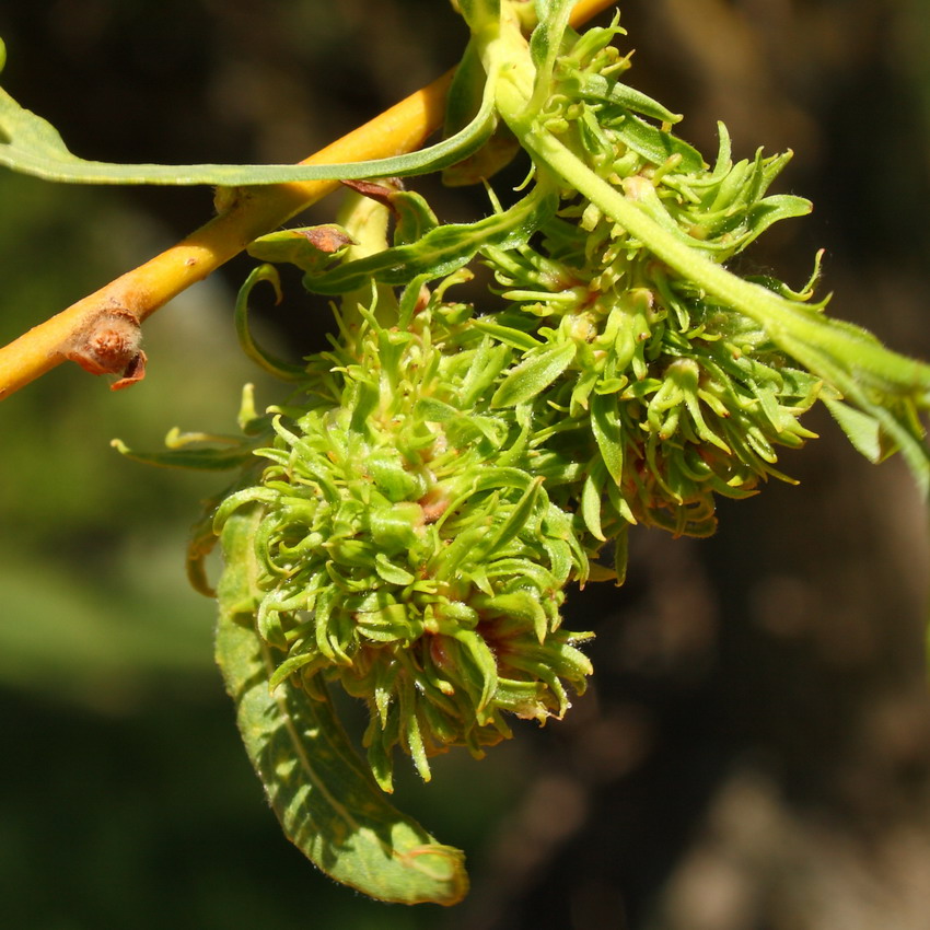 Image of Salix &times; sepulcralis specimen.