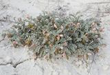 Zygophyllum pinnatum
