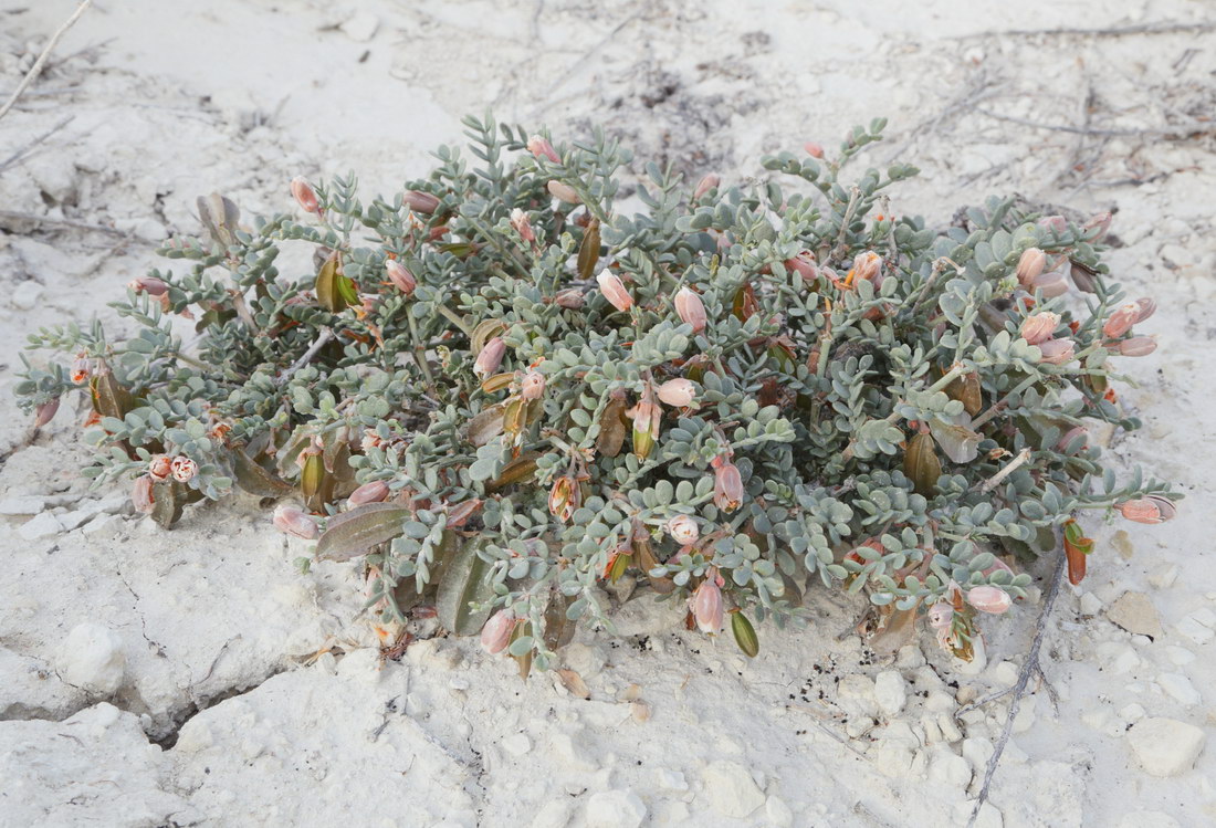 Image of Zygophyllum pinnatum specimen.