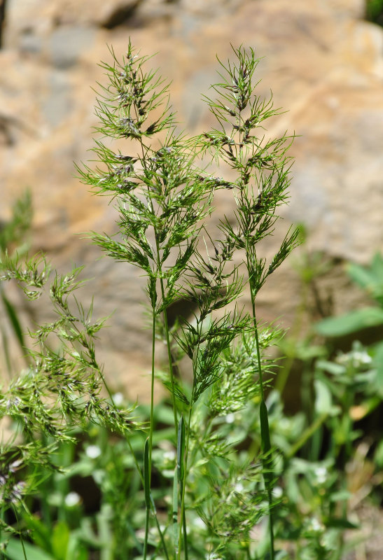 Image of Poa bulbosa ssp. vivipara specimen.