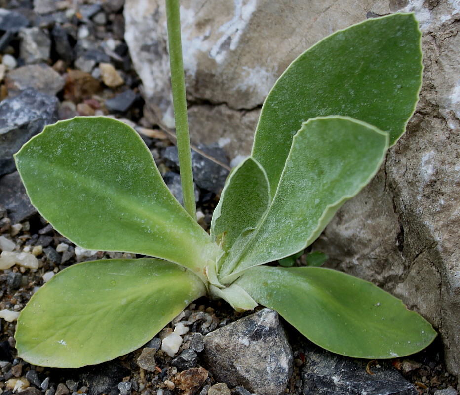 Image of Primula auricula specimen.